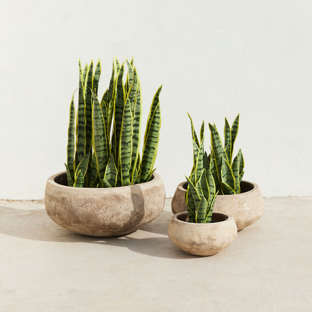 SANSEVIERIA ΦΥΤΟ ΤΕΧΝΗΤΟ ΣΕ ΓΛΑΣΤΡΑ 15x12x32 ΥΦΑΣΜΑ ΠΡΑΣΙΝΟ ΚΙΤΡΙΝΟ ΠΛΑΣΤΙΚΟ